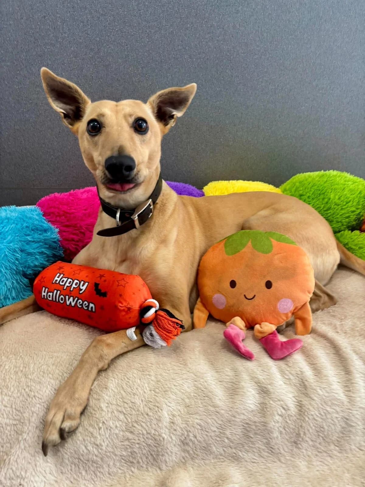 Kevin, male 7yo Mixed Breed for adoption at Gables Farm Dogs & Cats Home, Plymouth