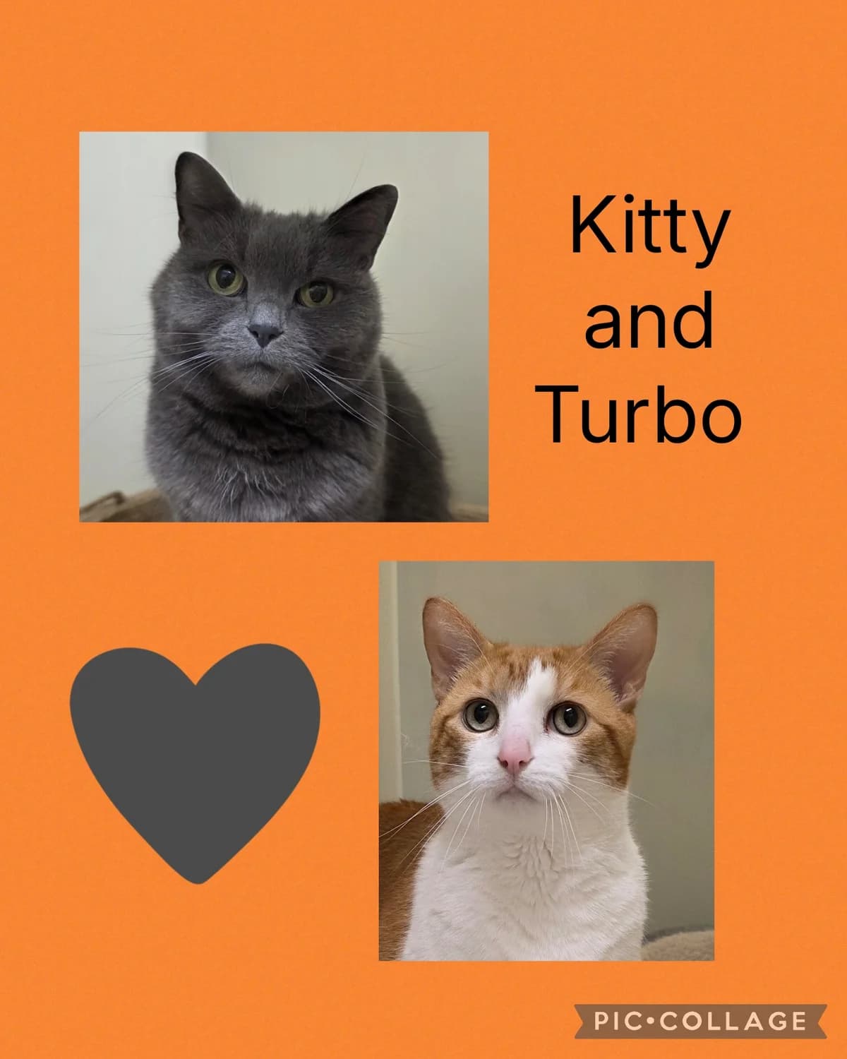 Kitty and Turbo, female senior Mixed Breed Cat for adoption at Gables Farm Dogs & Cats Home, Plymouth