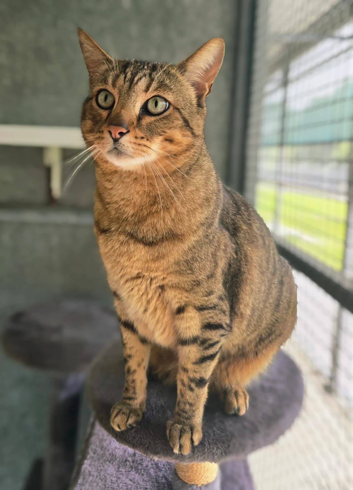 Lucifer β special home needed, male 5yo Bengal for adoption at Gables Farm Dogs & Cats Home, Plymouth