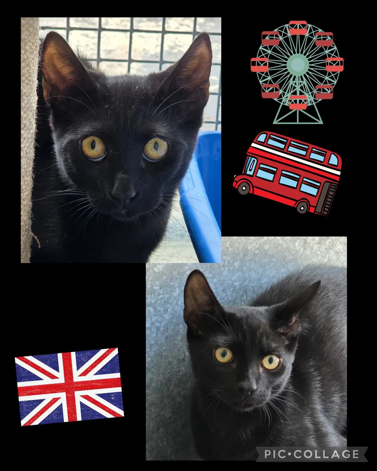 We would love to keep you updated about our work, female Mixed Breed Cat for adoption at Gables Farm Dogs & Cats Home, Plymouth