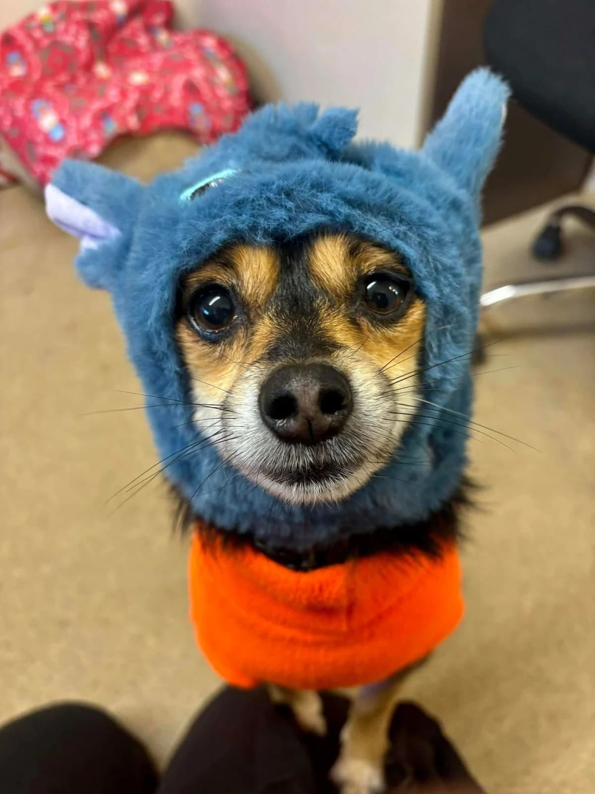 Romeo, 6yo Mixed Breed for adoption at Gables Farm Dogs & Cats Home, Plymouth