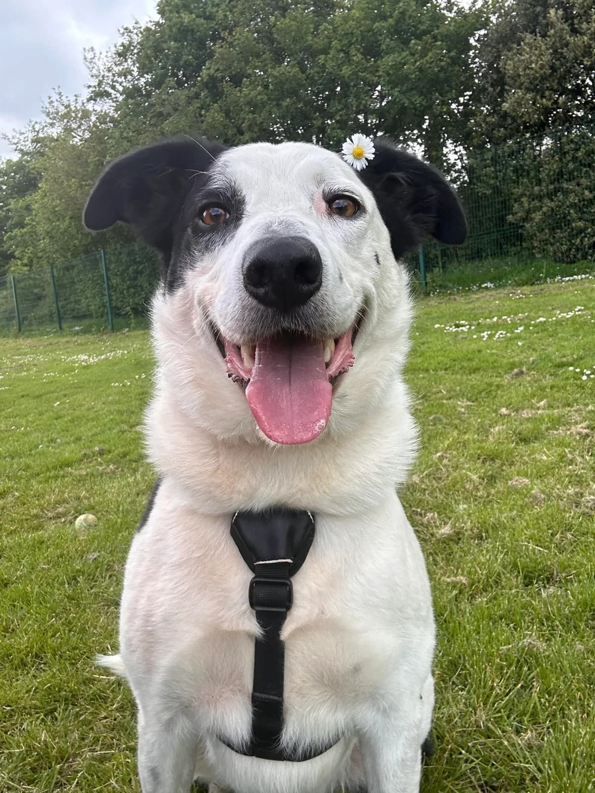 Seven, senior Collie for adoption at Gables Farm Dogs & Cats Home, Plymouth
