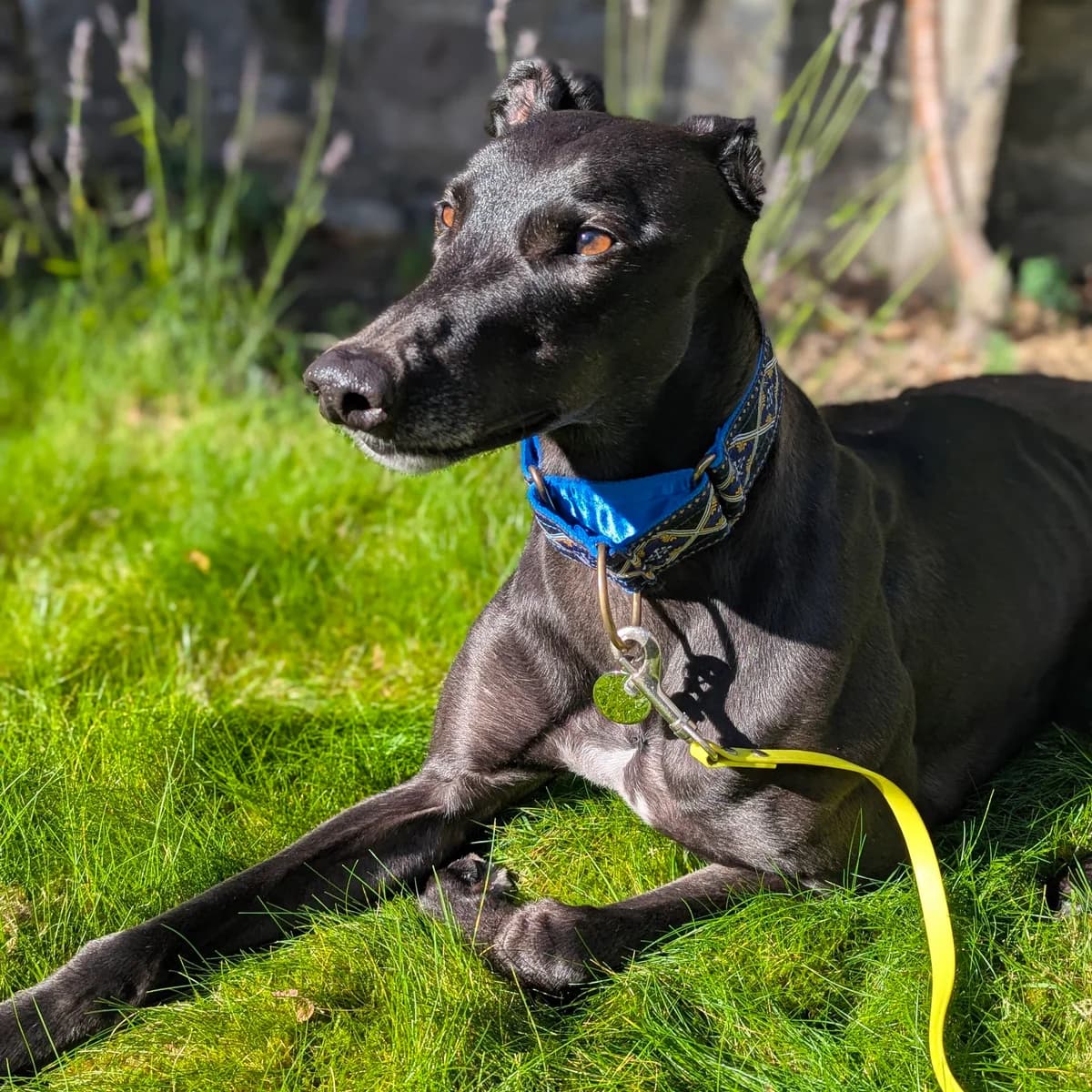 BUCKIE, male 3yo Greyhound for adoption at GAGAH Greyhound Rescue