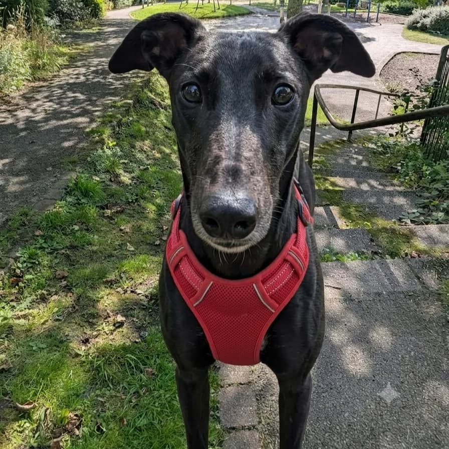 MARTY, male 4yo Greyhound for adoption at GAGAH Greyhound Rescue