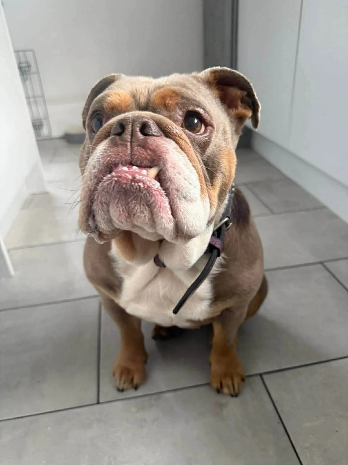 Annie – In foster – Yorkshire Humberside, female English Bulldog for adoption at Geordie Bullies Springboard Rescue
