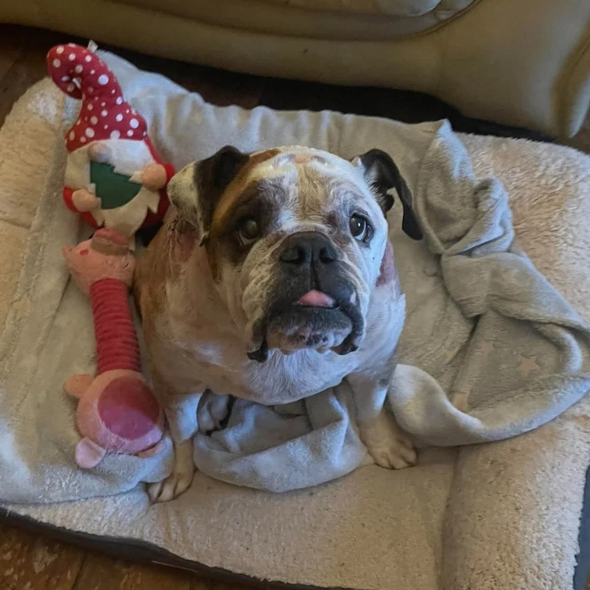 Bella – In Foster – South East, female senior English Bulldog for adoption at Geordie Bullies Springboard Rescue