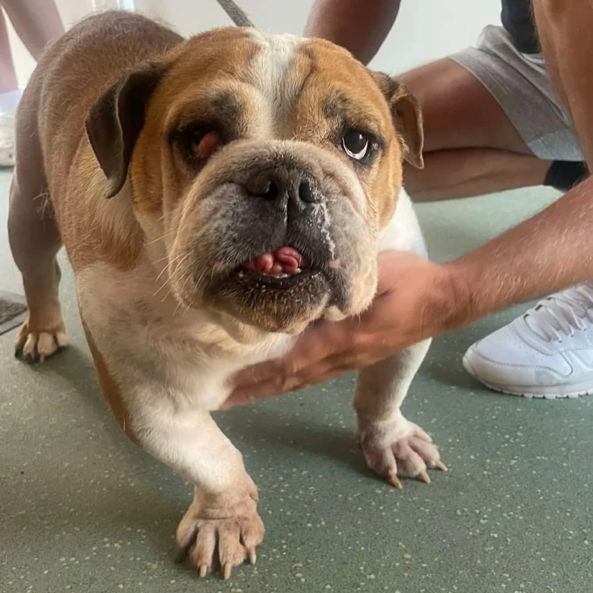 Bessie – In Foster – South West, female English Bulldog for adoption at Geordie Bullies Springboard Rescue
