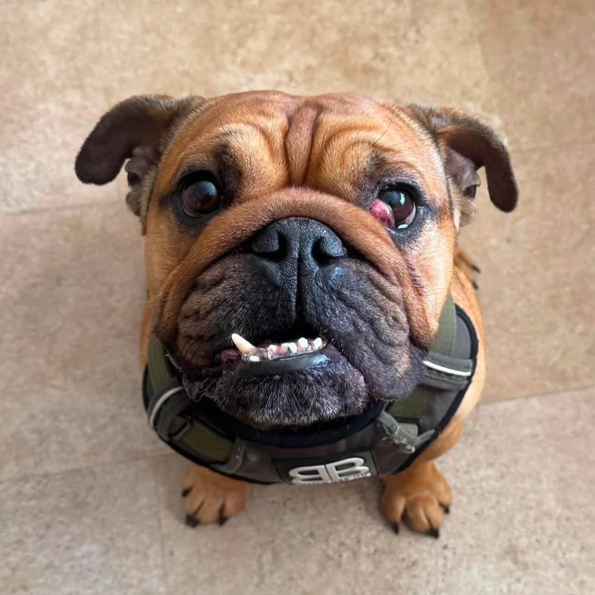 Bruce – In foster – Wales, male English Bulldog for adoption at Geordie Bullies Springboard Rescue