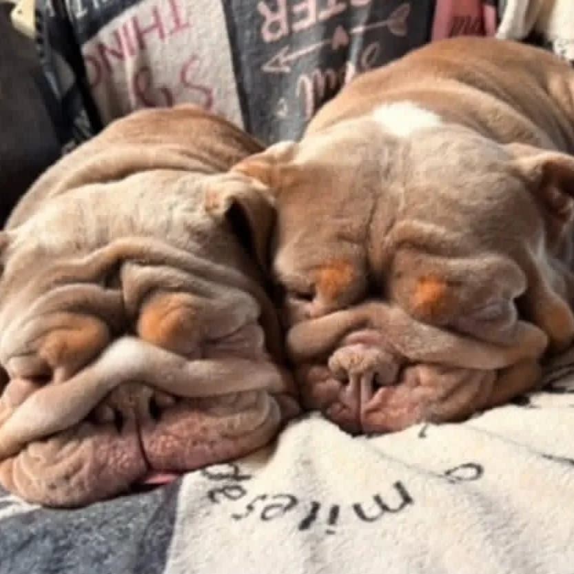 Buttercup & Fendi – In Foster – South West, female 4yo English Bulldog for adoption at Geordie Bullies Springboard Rescue