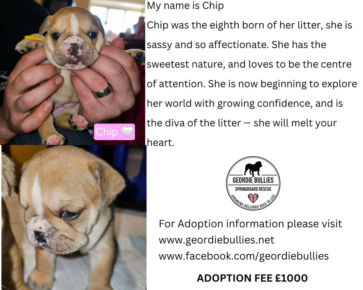 Chip – Available, female puppy English Bulldog for adoption at Geordie Bullies Springboard Rescue