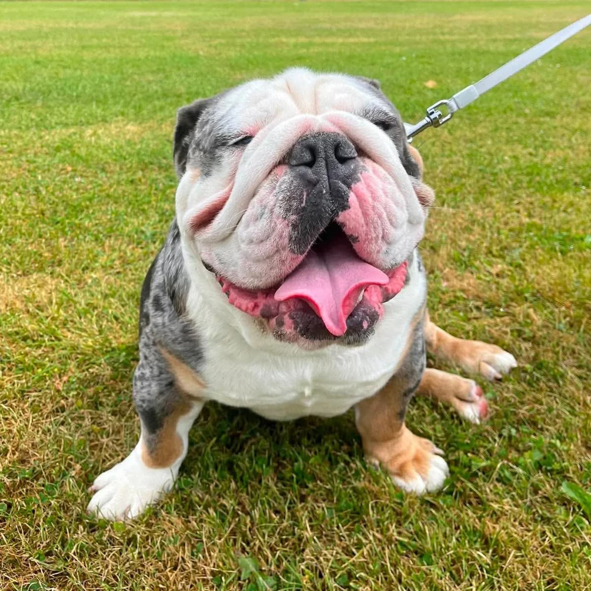 Chunk – In Foster – Scotland, male puppy English Bulldog for adoption at Geordie Bullies Springboard Rescue