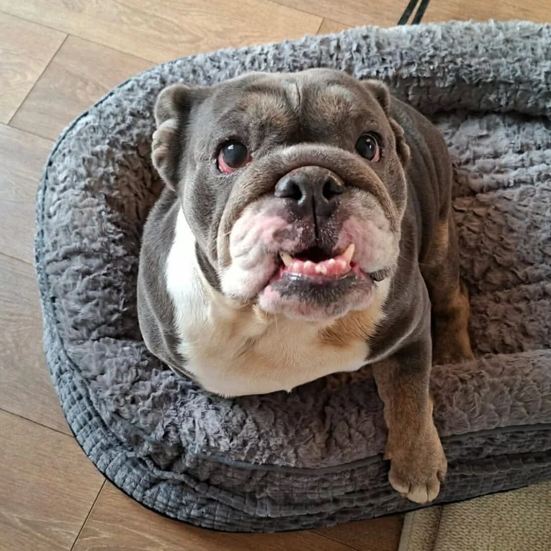 Daisy – In Foster – Yorkshire & Humberside, female English Bulldog for adoption at Geordie Bullies Springboard Rescue