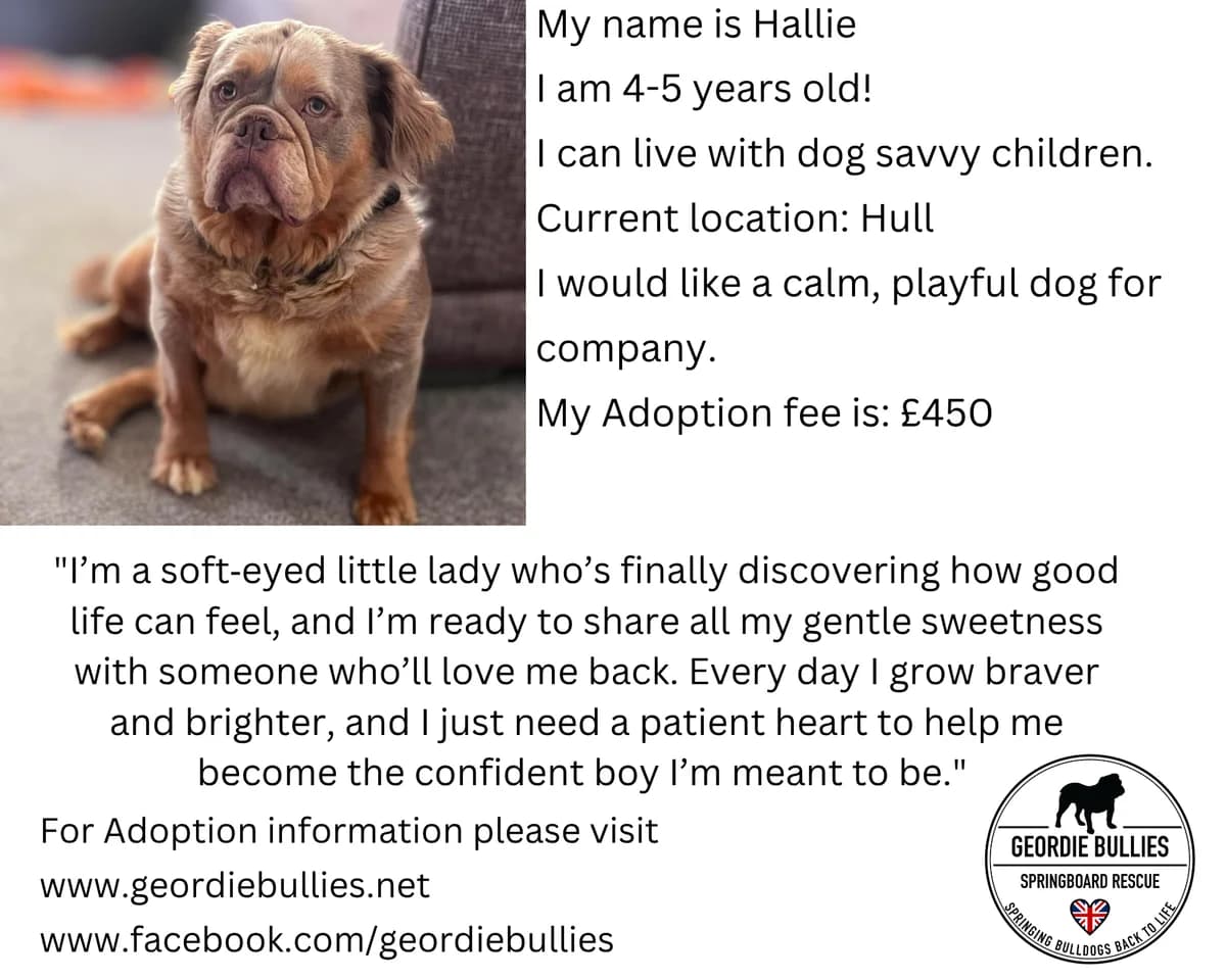 Hallie – Available – Yorkshire Humberside, female 5yo English Bulldog for adoption at Geordie Bullies Springboard Rescue
