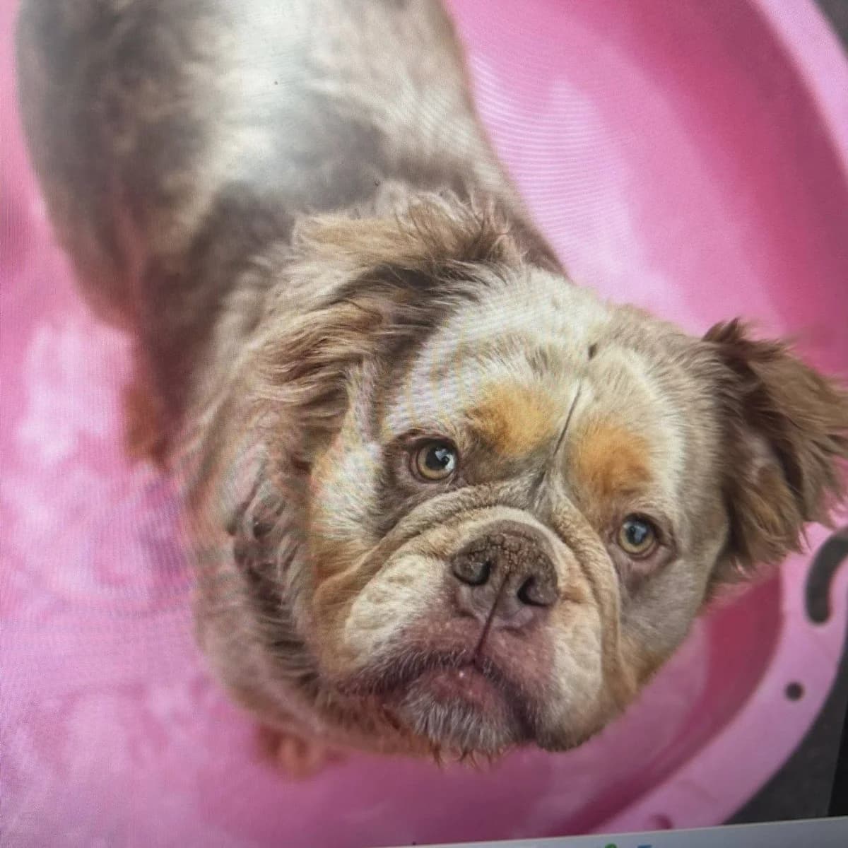 Hallie – In foster – Yorkshire Humberside, female English Bulldog for adoption at Geordie Bullies Springboard Rescue