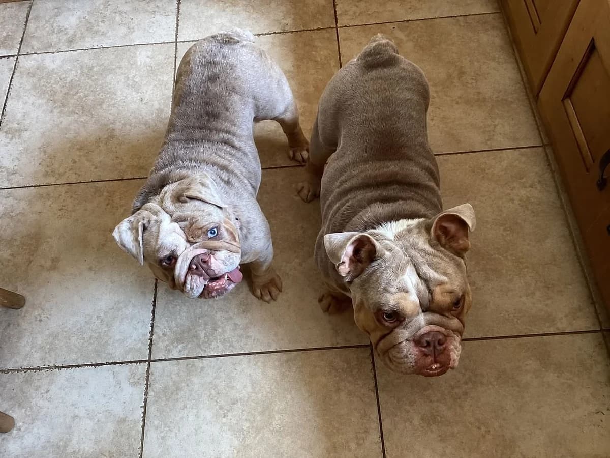 Reign & Ronnie – In Foster – Midlands, female English Bulldog for adoption at Geordie Bullies Springboard Rescue