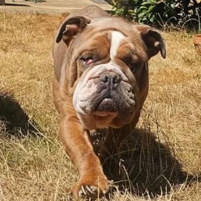 Kobi – In foster – South West, male English Bulldog for adoption at Geordie Bullies Springboard Rescue