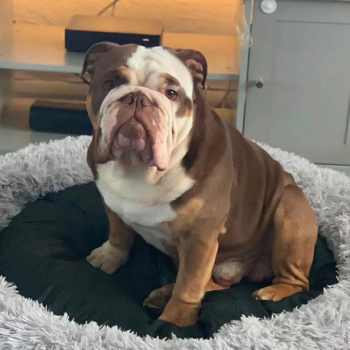 Kylo – In foster – Midlands, male English Bulldog for adoption at Geordie Bullies Springboard Rescue