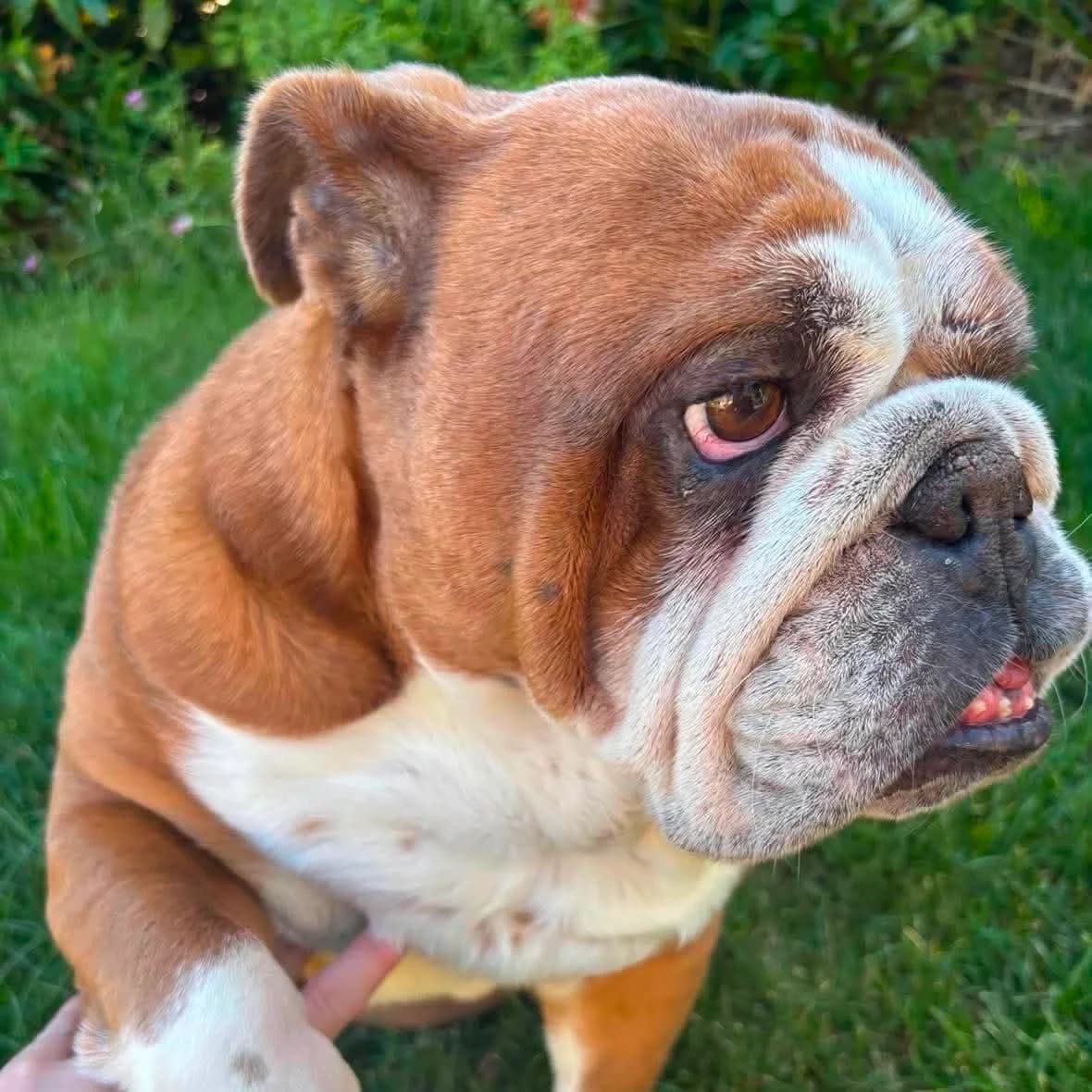 Maggie-Mae – In Foster – North East, female puppy English Bulldog for adoption at Geordie Bullies Springboard Rescue