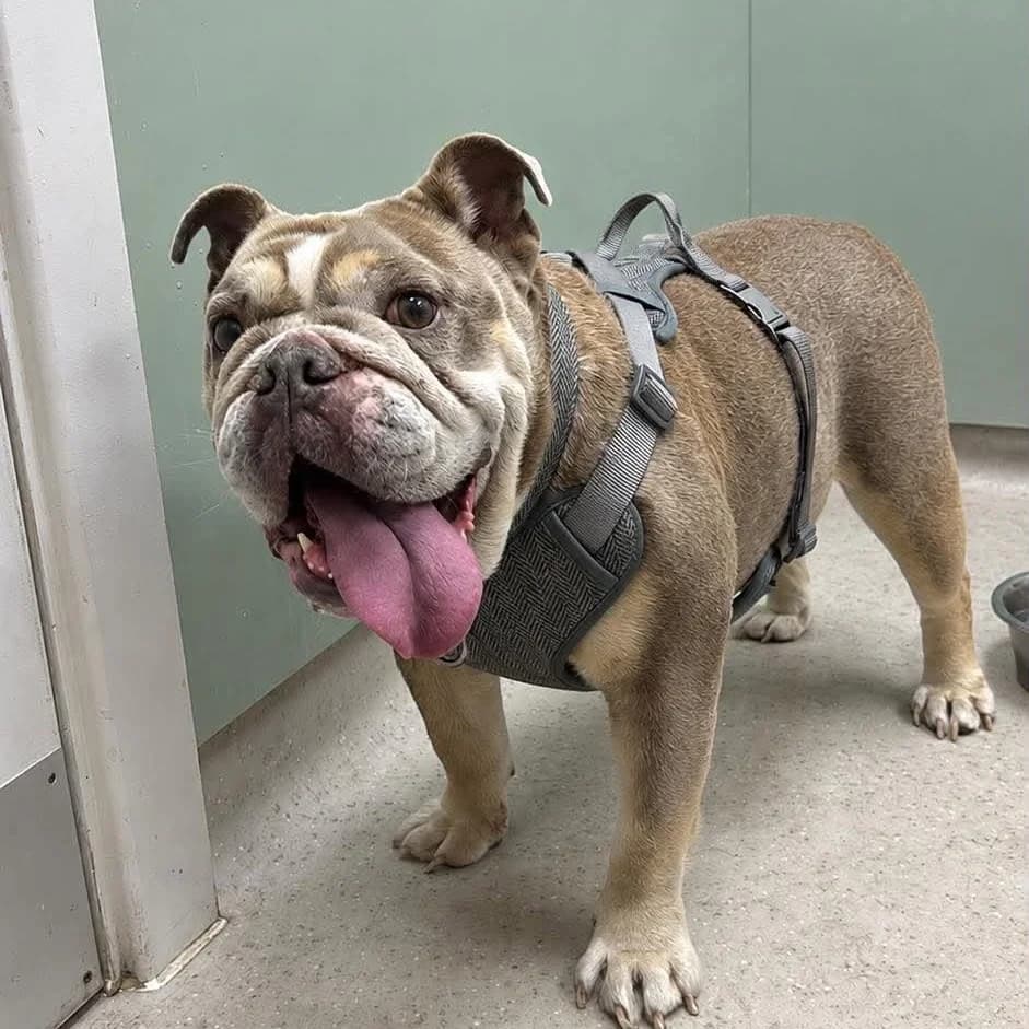 Maisie – In foster, female English Bulldog for adoption at Geordie Bullies Springboard Rescue