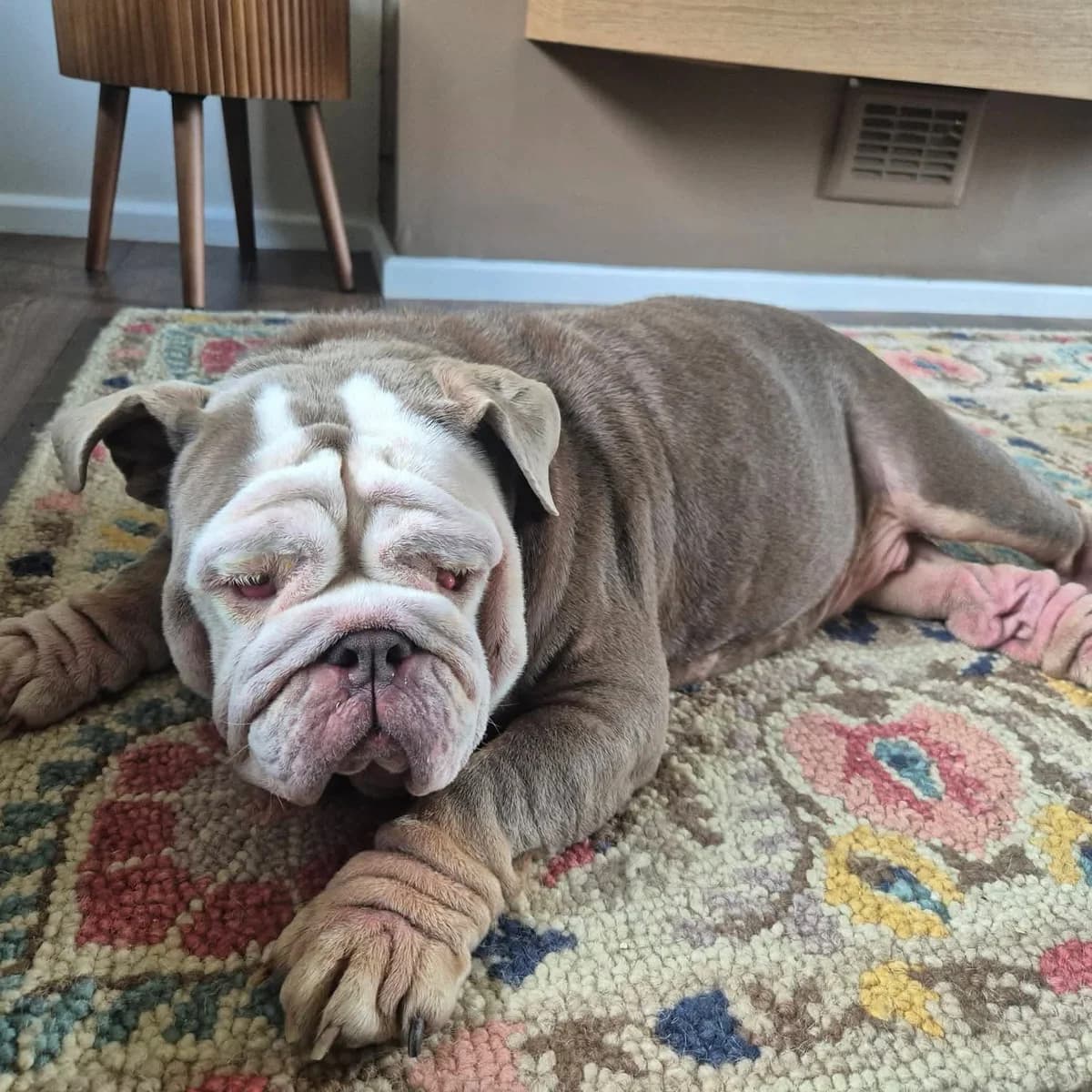 Molly – In foster – North West, female English Bulldog for adoption at Geordie Bullies Springboard Rescue