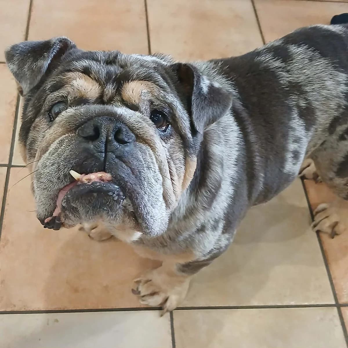 Mr Bojangles – In foster, female English Bulldog for adoption at Geordie Bullies Springboard Rescue