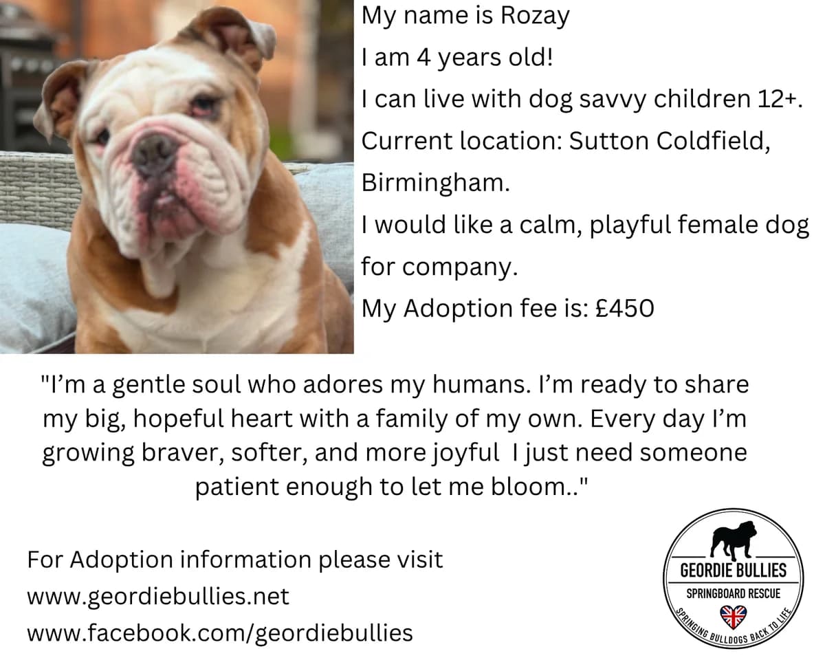 Rozay – Available – Midlands, female 5yo English Bulldog for adoption at Geordie Bullies Springboard Rescue