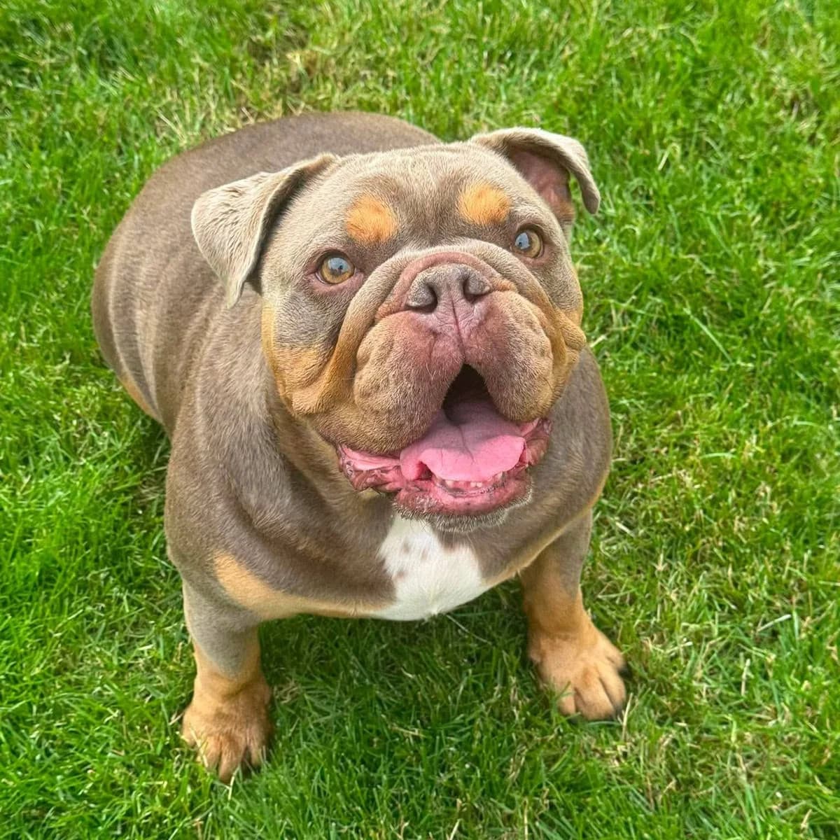Stanley – In foster – Midlands, male English Bulldog for adoption at Geordie Bullies Springboard Rescue