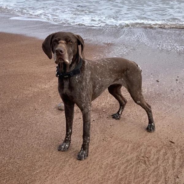 Angus, male senior Mixed Breed for adoption at GSP Rescue UK