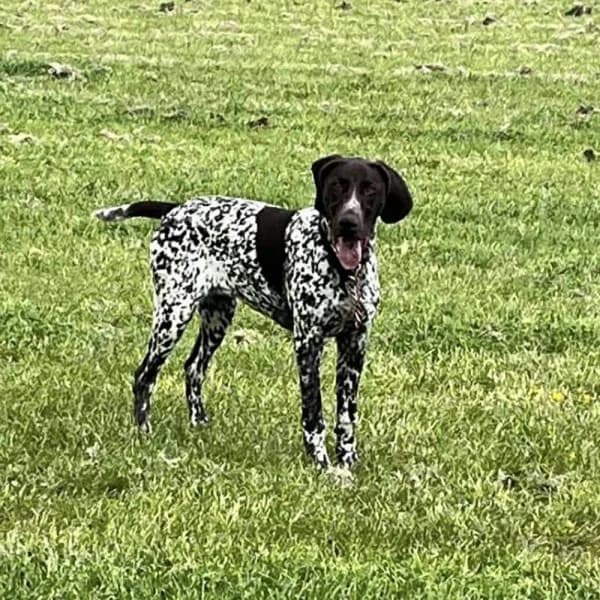 Annie, female young Mixed Breed for adoption at GSP Rescue UK