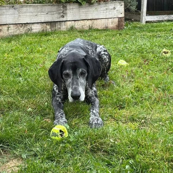 Archie, male 3yo Mixed Breed for adoption at GSP Rescue UK