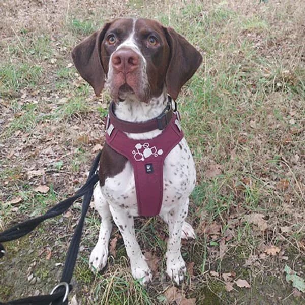 Bailey, female senior Mixed Breed for adoption at GSP Rescue UK