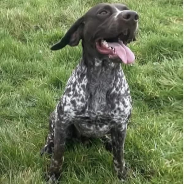 Beanz, female 6yo Mixed Breed for adoption at GSP Rescue UK