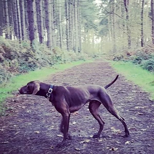 Bear, female young German Shorthaired Pointer for adoption at GSP Rescue UK