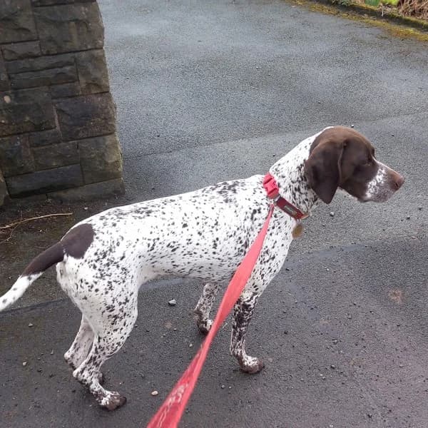 Bella, female 4yo Mixed Breed for adoption at GSP Rescue UK