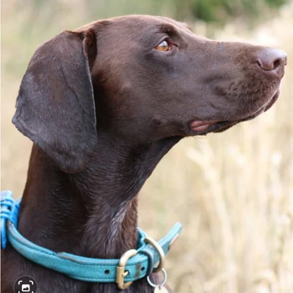Bella H, female Mixed Breed for adoption at GSP Rescue UK
