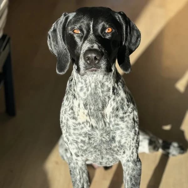 Buddy, female Mixed Breed for adoption at GSP Rescue UK