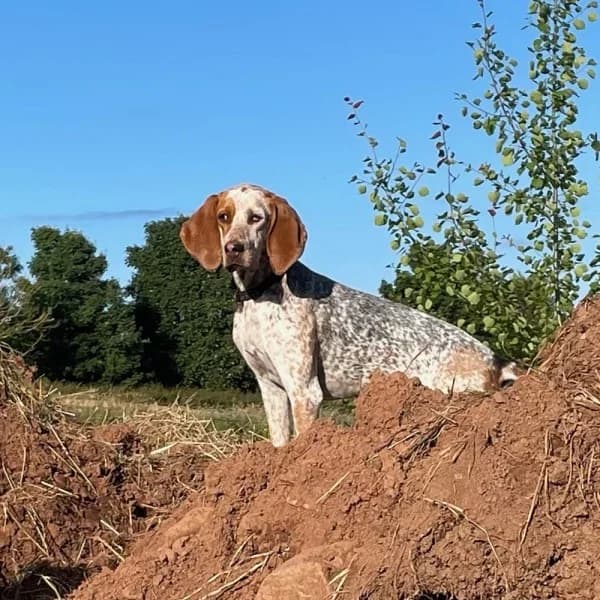 Bunny, female 3yo Mixed Breed for adoption at GSP Rescue UK