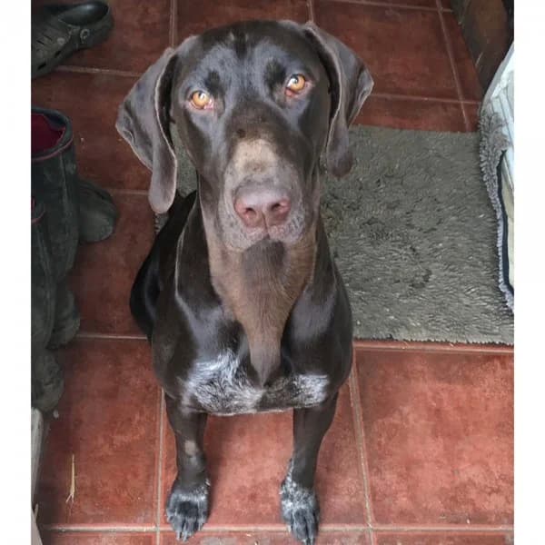 Candy, female 3yo Mixed Breed for adoption at GSP Rescue UK