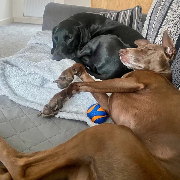 Coco and Zeus, female 4yo Mixed Breed for adoption at GSP Rescue UK