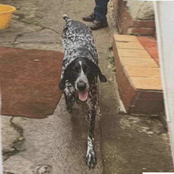 Cody & Rex, female 7yo Mixed Breed for adoption at GSP Rescue UK