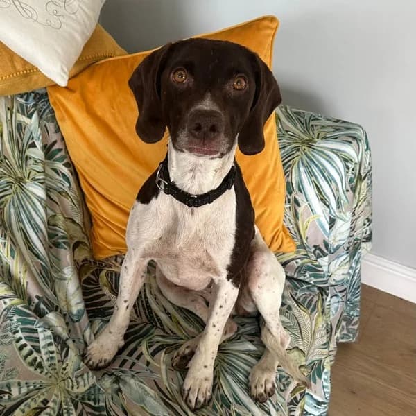 Daisy, female 3yo Mixed Breed for adoption at GSP Rescue UK