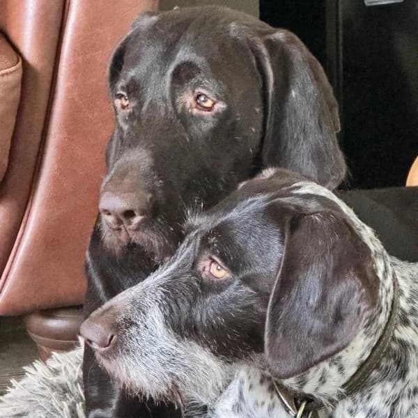 Daisy and Dexter, female 3yo Mixed Breed for adoption at GSP Rescue UK