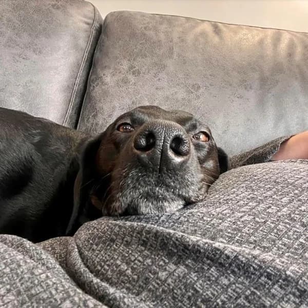 Dexter, male 5yo Mixed Breed for adoption at GSP Rescue UK