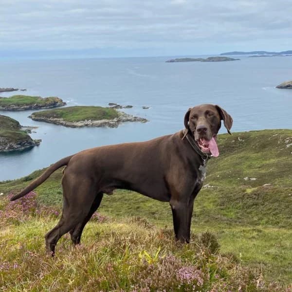 Dexter3, male 7yo Mixed Breed for adoption at GSP Rescue UK