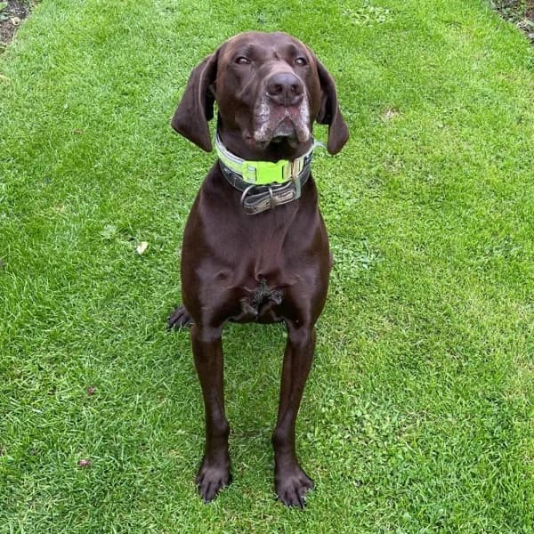 Ezio, female 6yo German Shorthaired Pointer for adoption at GSP Rescue UK