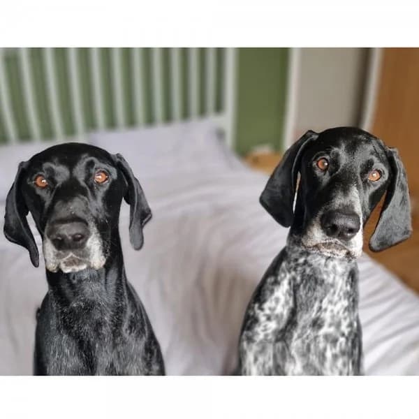 Fenrir & Freya, female 7yo Mixed Breed for adoption at GSP Rescue UK