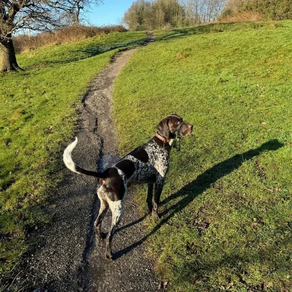 George, female 3yo Mixed Breed for adoption at GSP Rescue UK