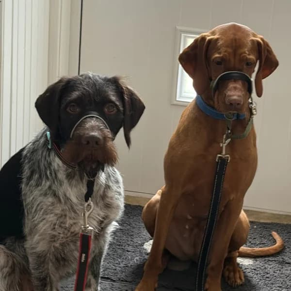 Georgie & Max, female 7yo German Shorthaired Pointer for adoption at GSP Rescue UK