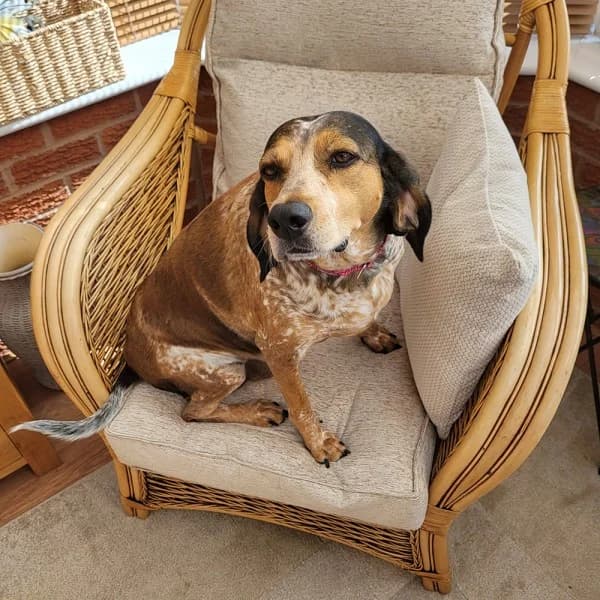 Gracie, female 4yo Mixed Breed for adoption at GSP Rescue UK