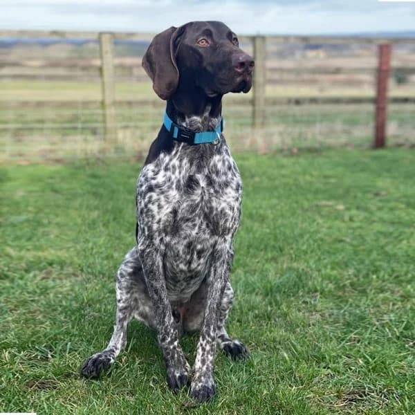 Gus, male 4yo Mixed Breed for adoption at GSP Rescue UK